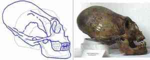 starożytna czaszka